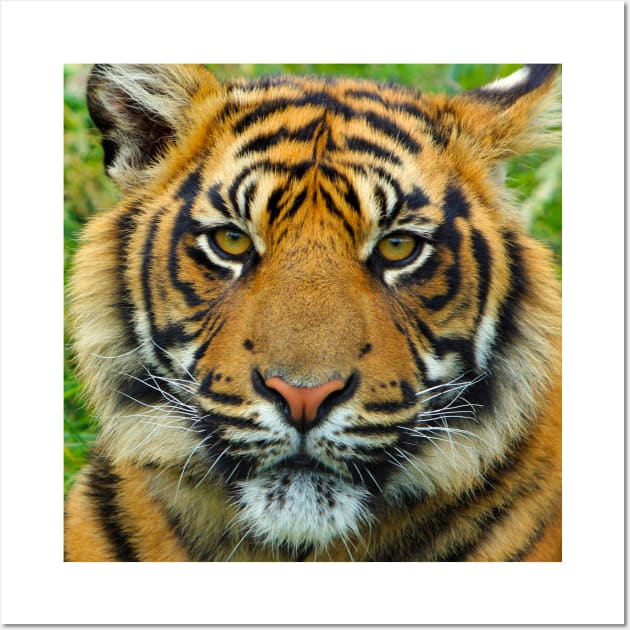 Tiger Face Mask Wall Art by DesignCat